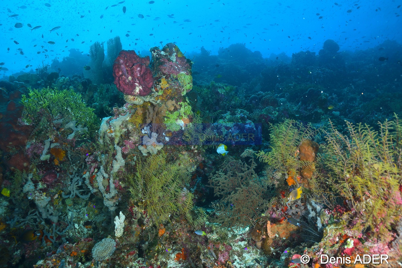 Thyroscyphus fructicosis hydr ambiance-Tomia table coral-10m-20180525-Denis-ADER-DSC_0551_tn.jpg